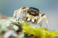 Habronattus tarsalis