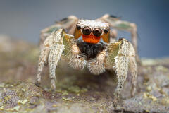 Habronattus virgulatus