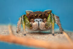 Habronattus Viridipes