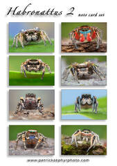 Habronattus 2 set