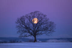 Holding the Moon