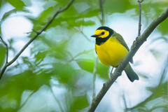 Hooded Warbler