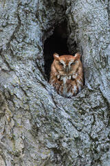 Eastern Screech Owl