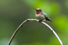 Ruby-throated Hummingbird1-2024
