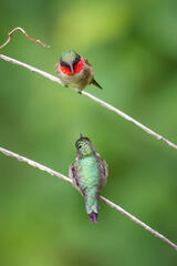 Ruby-throated hummingbirds