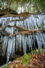 Ice Forest