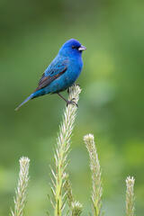 Indigo Bunting