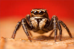 Sitticus floricola palustris 