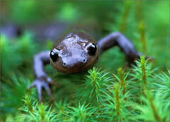 Jefferson Salamander
