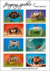 Jumping Spiders 2 Set
