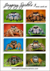 Jumping Spiders 3 Set