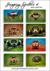 Jumping Spiders 4 Set