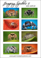 Jumping Spiders 5 Set