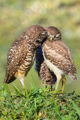 Burrowing Owls