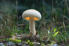 Volvate amanita