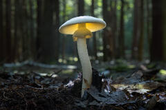 Destroying Angel