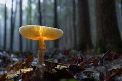 Amanita Mushroom