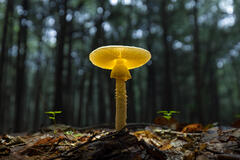 "Forest Lantern"