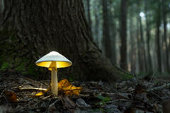 Destroying Angel