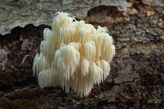 Lion's Mane