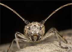 Long-horned Beetle