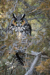 Long Eared Owl