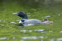 Common Loon