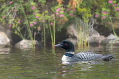 Common Loon