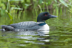 Common Loon