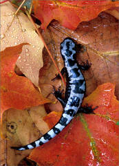 Marbled Salamander