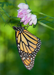 Monarch Butterfy