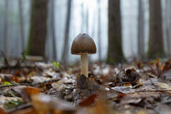 "Mushroom in the Fog"