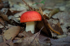 Rosy Russula