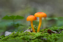 Orange-gilled Waxcap