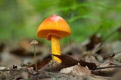 Amanita jacksonii