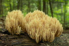 Upright Coral Fungus