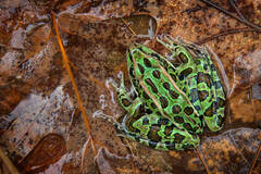 Northern Leopard Frog