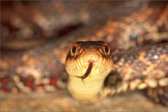 Northern Water Snake