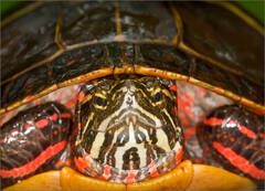 Painted Turtle