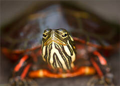 Painted Turtle