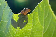 Spring Peeper (Peeping)