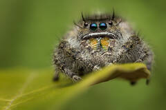 Phidippus audax (adult female)