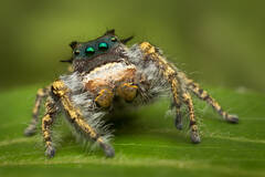 Phidippus carolinensis