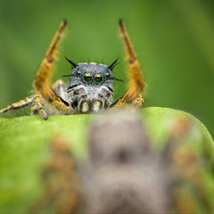 Phidippus mystaceus