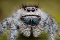 Phidippus regius (adult female)