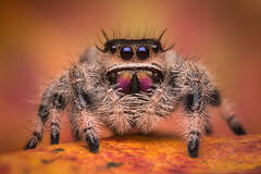 Phidippus regius