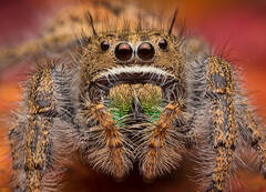 Phidippus texanus