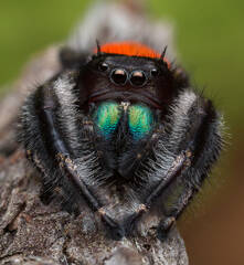 Phidippus texanus