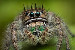 Phidippus bidentatus (adult female)