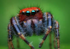 Phidippus cardinalis